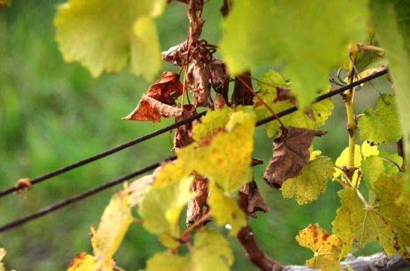 Fall in the Vineyard 1
