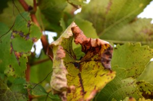 Fall in the Vineyard
