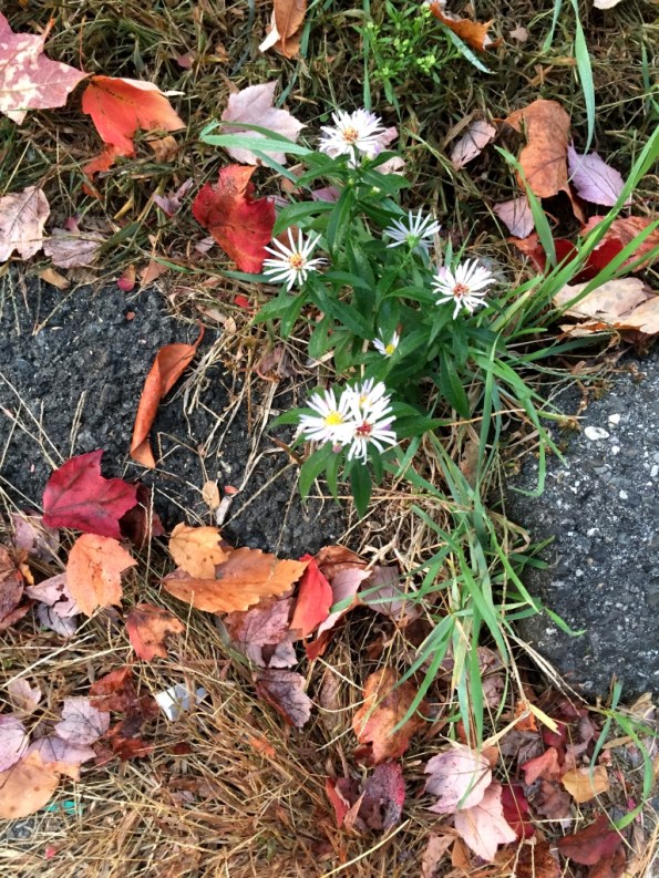 New England Fall Colors