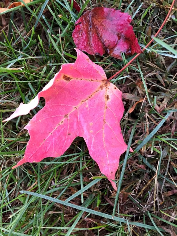 New England Fall Colors