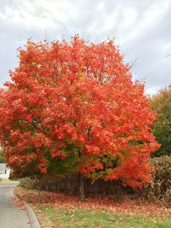 New England Fall Colors