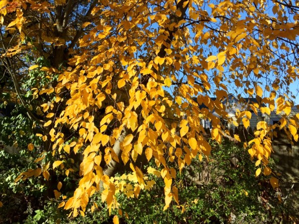 New England Fall Colors