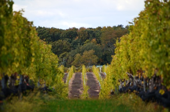 Long Island Vineyards 1