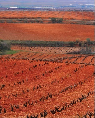 Beautiful Cariñena Vineyards. Source: Cariñena DOP 