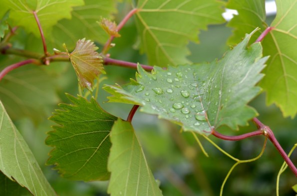 Grape Leaf with water drops