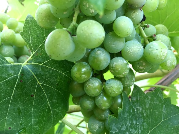 Grapes in progress