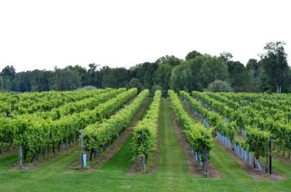 Vineyards at Clermon winery