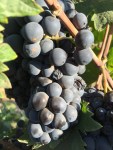 Zinfandel grapes