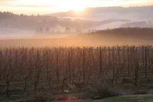 Source: Ken Wright Cellars