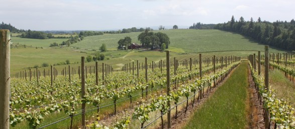 Ghost Hill Cellars Vineyard