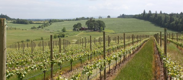 Ghost Hill Cellars Vineyard