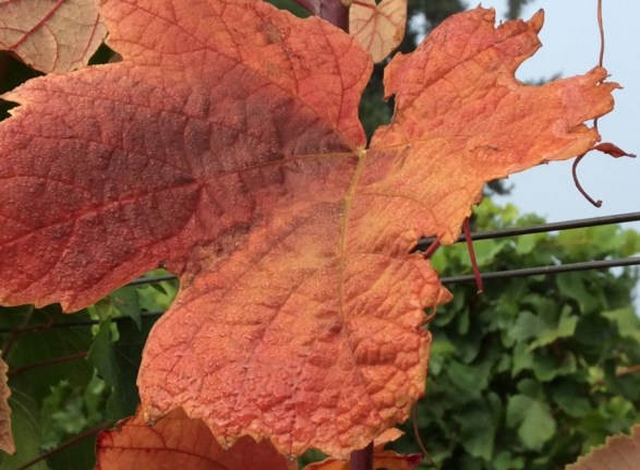 Ghost Hill Cellars Grape Leaf