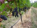 Pinot Noir Vidon&nbsp;Vineyards