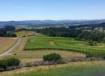 Vineyard View