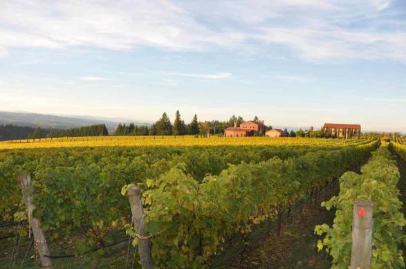 Alloro Tuscan Vineyard