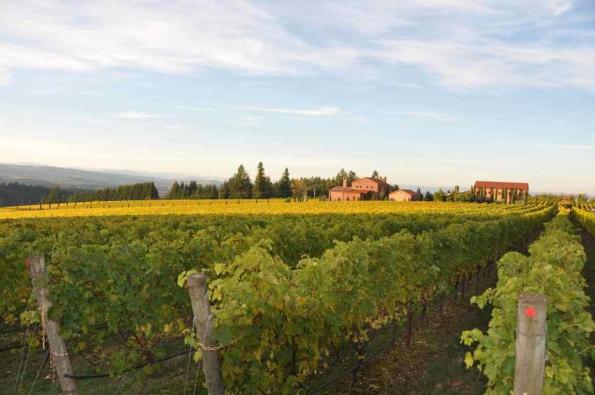 Alloro Tuscan Vineyard