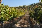 Viña Maipo vineyards