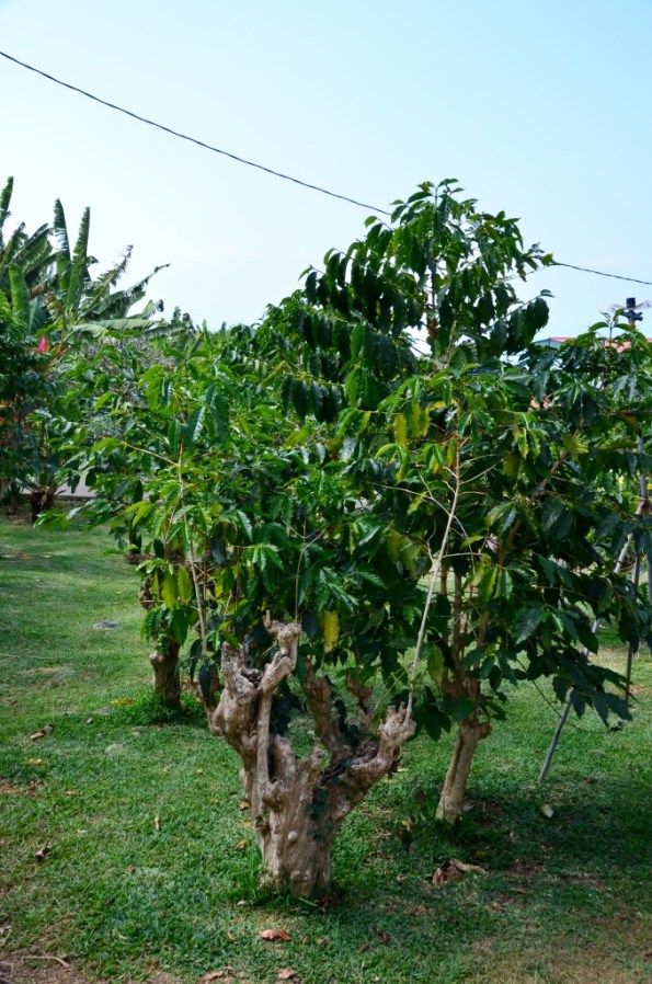 coffee trees