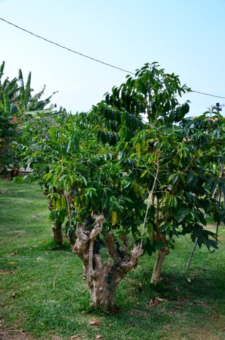 coffee trees