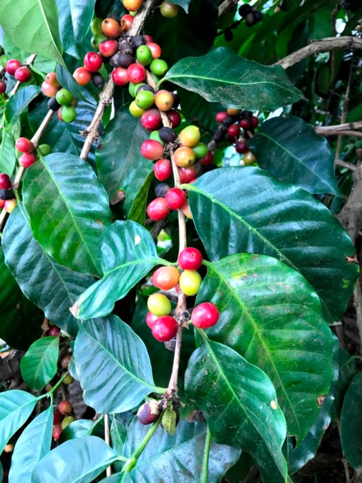 coffee berries