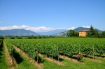 Franciacorta vineyards
