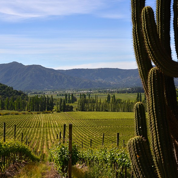 Viña Valdivieso vineyards