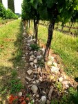 Rocky soil of&nbsp;Franciacorta