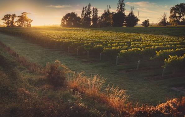 Wairau River Vineyards