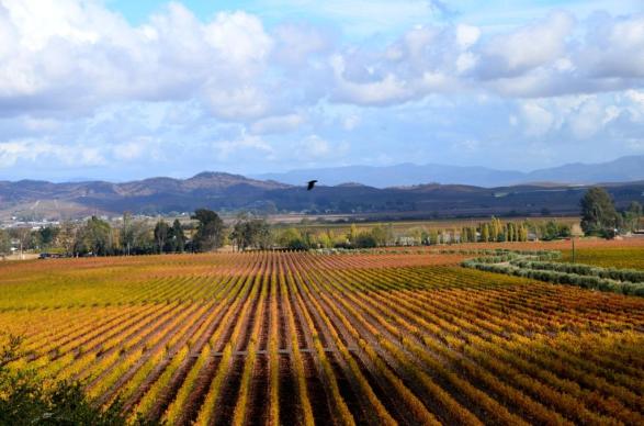 Fall in the Vineyards