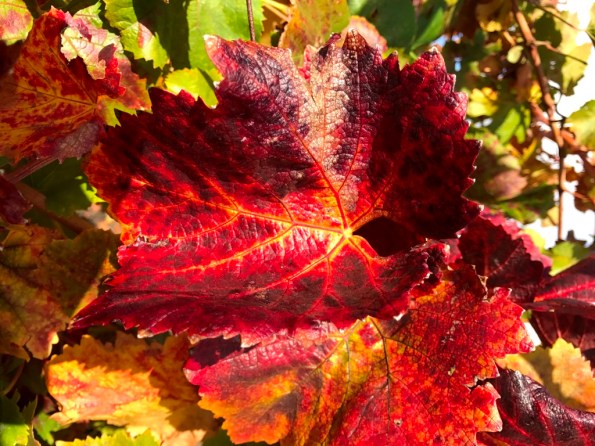 Colors of Fall - grape leaves