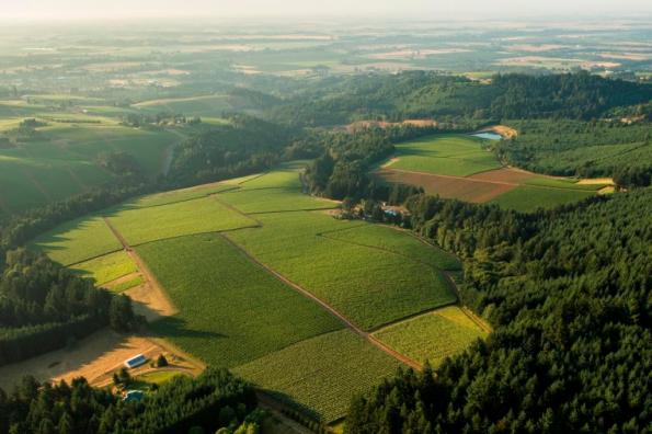 Aerial View over Knudsen Vineyard, Dundee Hills, Willamette Valley, Oregon