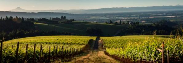 Knudsen Vineyards, Dundee Hills, Willamette Valley, Oregon