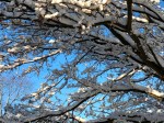 IMG_0801
