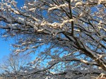 IMG_0803
