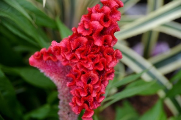 Gardens by the Bay Singapore