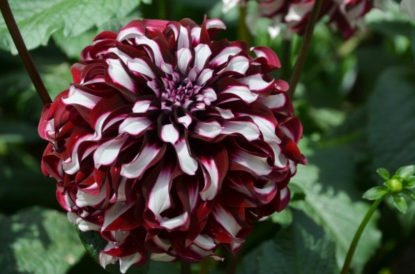 Gardens by the Bay Singapore