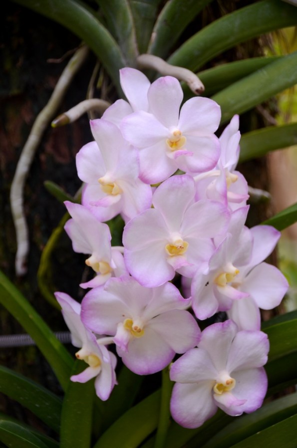 National Orchid Garden Singapore