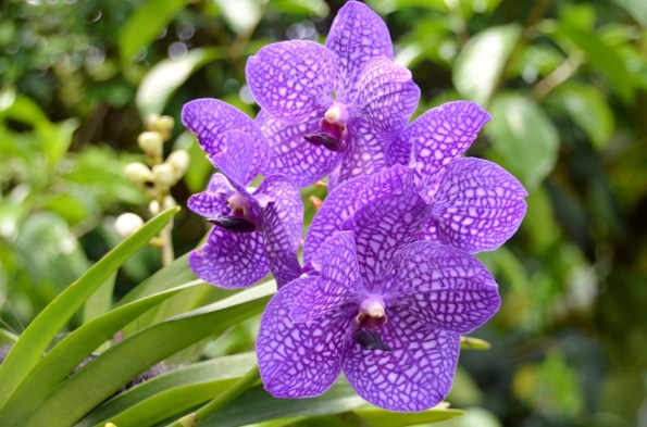 National Orchid Garden Singapore