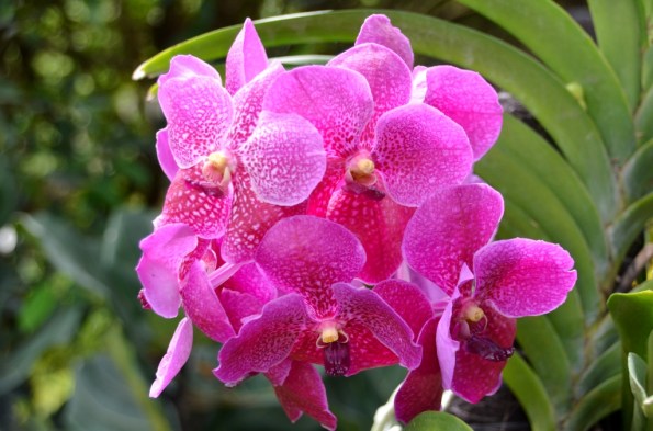 National Orchid Garden Singapore