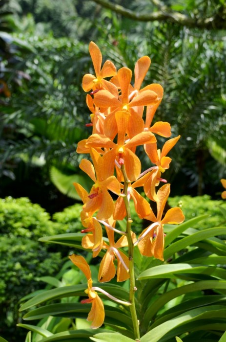 National Orchid Garden Singapore