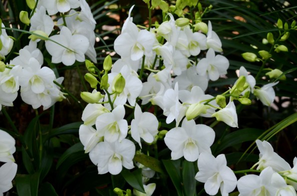 National Orchid Garden Singapore