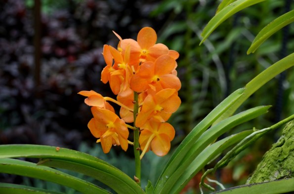 National Orchid Garden Singapore