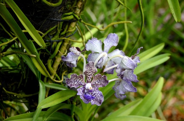 National Orchid Garden Singapore