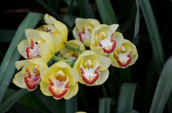 Cloud Forest Gardens by the Bay Singapore
