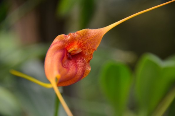 Cloud Forest Gardens by the Bay Singapore