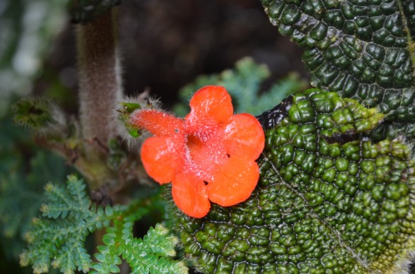 Cloud Forest Gardens by the Bay Singapore