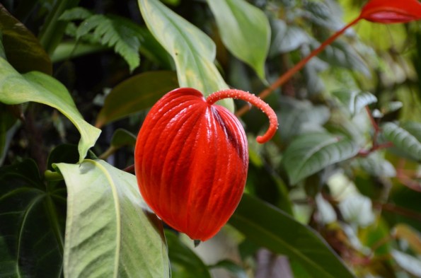 Cloud Forest Gardens by the Bay Singapore