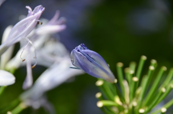 Flower Dome at Gardens by the Bay Singapore