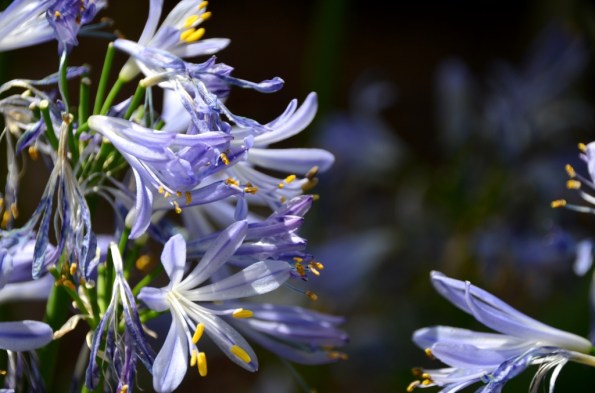 Flower Dome at Gardens by the Bay Singapore
