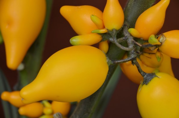 Flower Dome at Gardens by the Bay Singapore